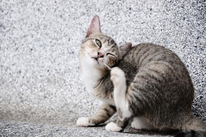 Болячки у кошек