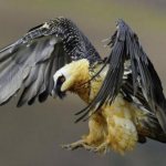 Бородач или ягнятник величественные птицы