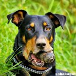 Босерон-собака-Описание-особенности-уход-и-цена-босерона-6