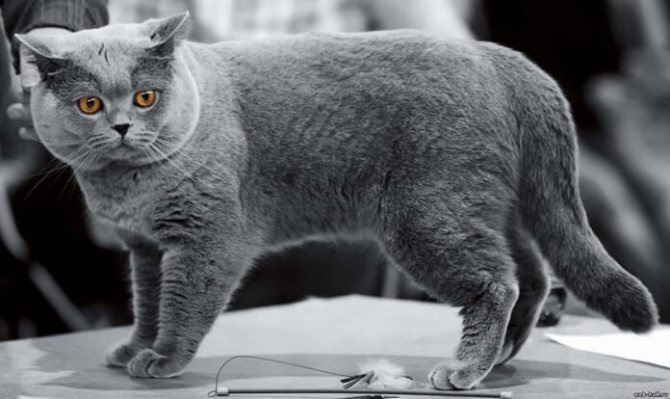 Британская короткошерстная кошка