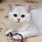 Британская кошка играет