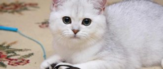 Британская кошка играет