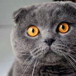 Британская вислоухая кошка