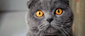 Британская вислоухая кошка