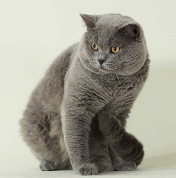 Британский кот