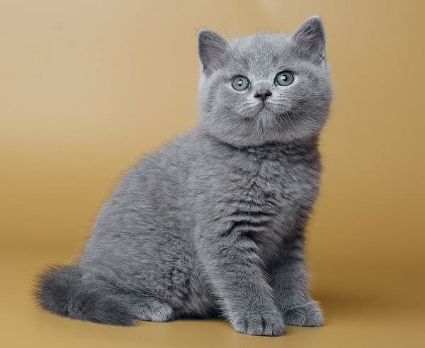 Британский котенок
