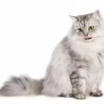 Бурмилла-кошка