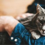 человеческий возраст кошки