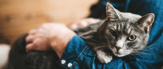человеческий возраст кошки