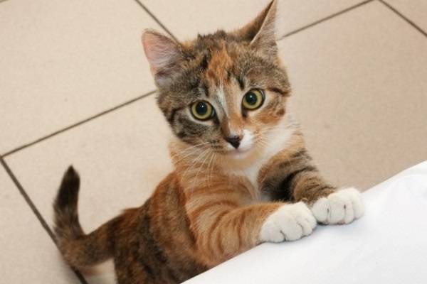 Чем быстрее хозяин обнаружит у кота заболевание, тем выше вероятность его спасти