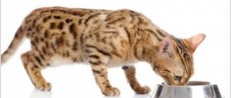 Чем кормить бенгальскую кошку