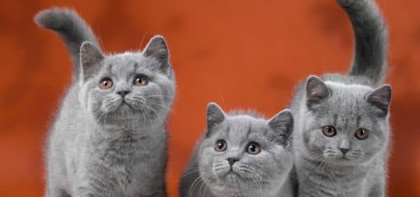 Чем кормить британского котенка по месяцам читайте статью