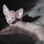 чем кормить донского сфинкса котенка
