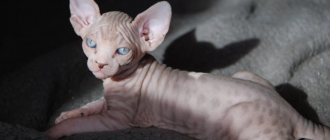 чем кормить донского сфинкса котенка