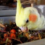 чем кормить кореллу в домашних условиях