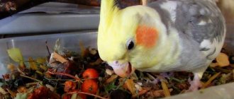 чем кормить кореллу в домашних условиях