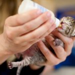 чем кормить котенка 1 месяц