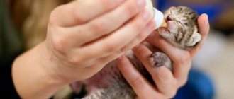 чем кормить котенка 1 месяц