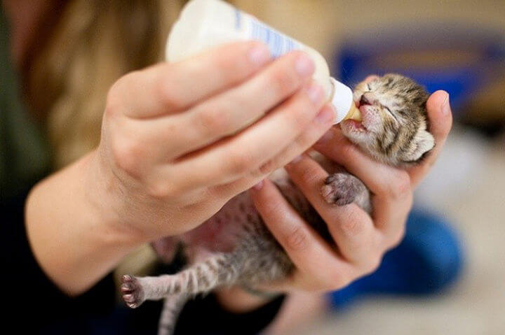 чем кормить котенка 1 месяц