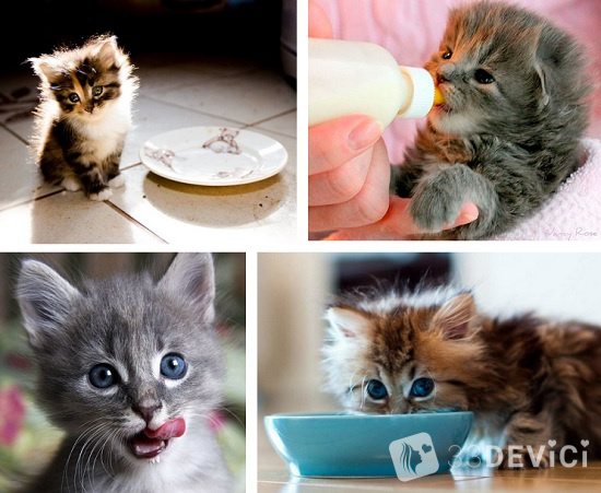 чем кормить котенка