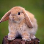 чем кормить кроликов в домашних условиях