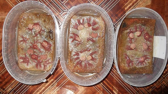 Чем кормить мальков моллинезии