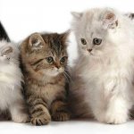 Чем лечить понос у кошек