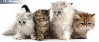 Чем лечить понос у кошек