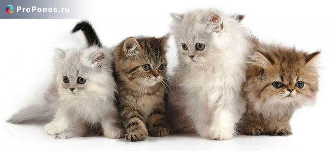 Чем лечить понос у кошек