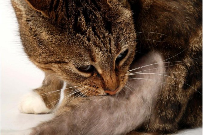 чем можно обработать рану коту