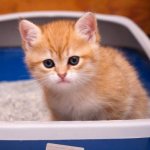 Чем мыть кошачий лоток?