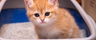 Чем мыть кошачий лоток?