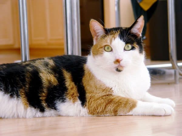 Черепаха на белом окрас кошки