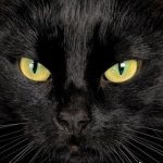 Черная кошка - мистическое животное