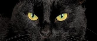 Черная кошка - мистическое животное