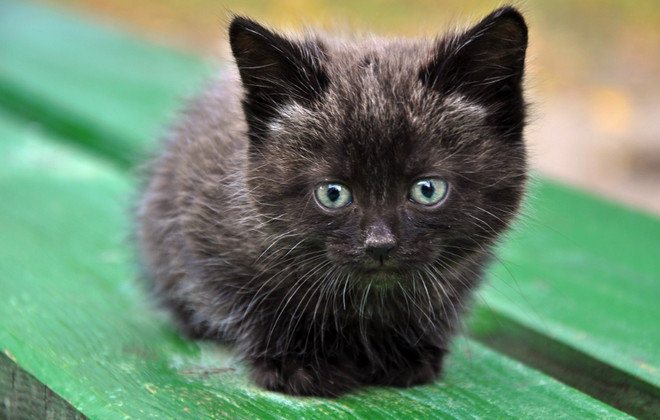Черный котенок
