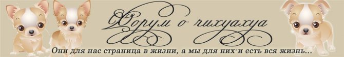 Чихуахуа метит дома