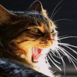 Что будет, если коту обрезать усы?