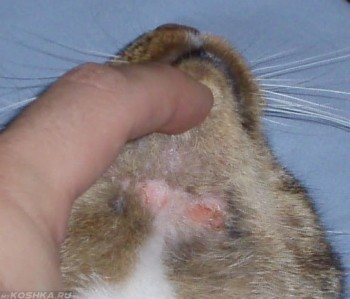 что дать коту от аллергии