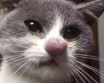 что дать коту от аллергии