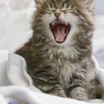 Что делать, если кошка начала гадить на кровать, возможные причины