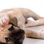 что делать если у собаки выделения из половых органов