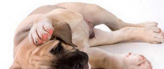 что делать если у собаки выделения из половых органов