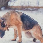 что делать при параличе ног у собаки