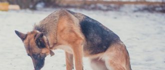 что делать при параличе ног у собаки