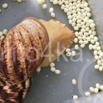 что делать с яйцами улиток