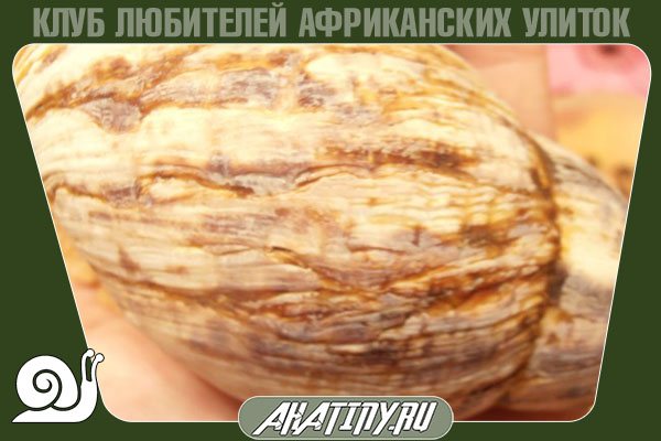 Что делать шелушится и слоится раковина улитки ахатин