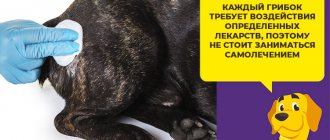 Что такое дерматофитоз и как его лечат у собак