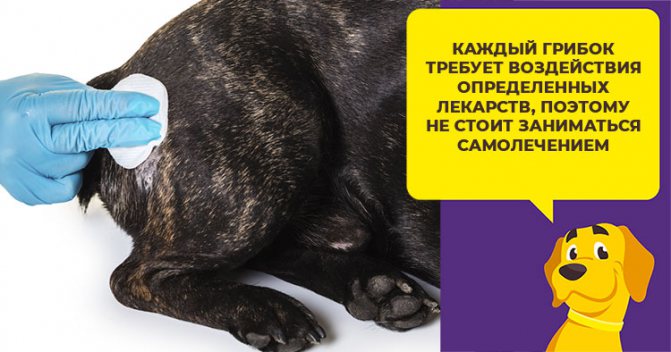 Что такое дерматофитоз и как его лечат у собак