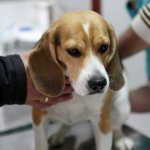 что такое хламидиоз у собак